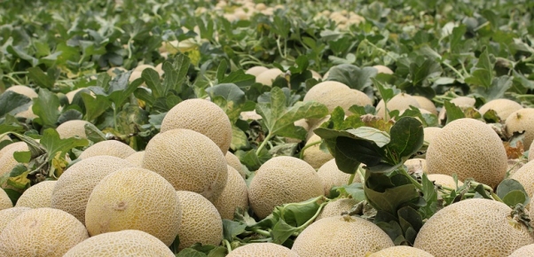 Honduras: Hay buenas expectativas para los productores de melón en el presente ciclo de la cosecha.