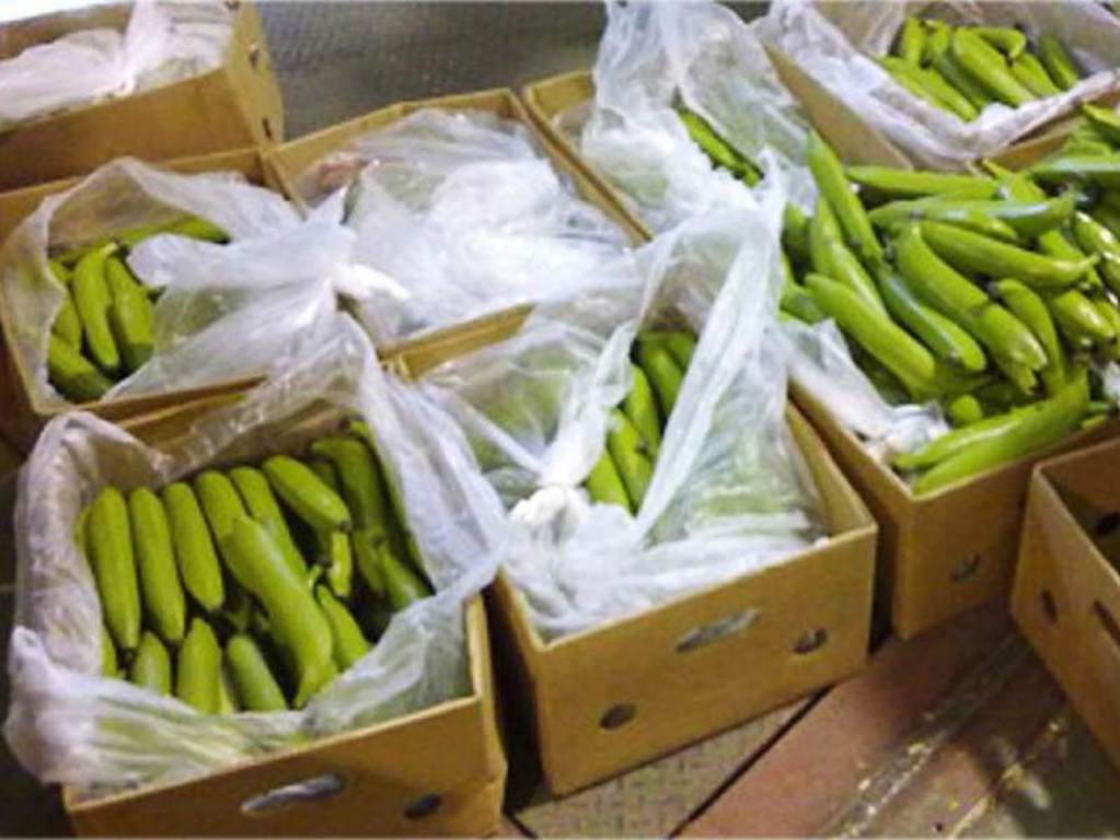 Ecuador vende 4 millones más de cajas de banano