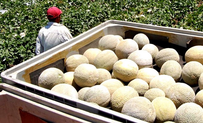 Productores de Honduras muy cerca de exportar melón a mercado asiático