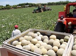 El melón hondureño quiere conquistar Taiwán y Corea