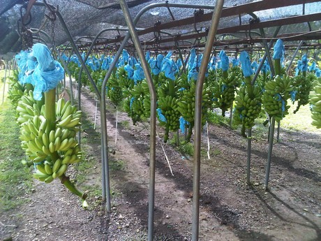 “Las bananas 'baby' son más conocidas en Europa que en EE. UU.”