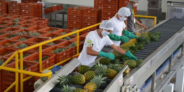 Colombia: Bengala Agrícola exportará 700 contenedores de piña