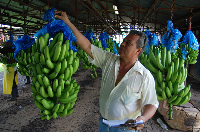 Costa Rica: Proponen un día para el trabajador bananero