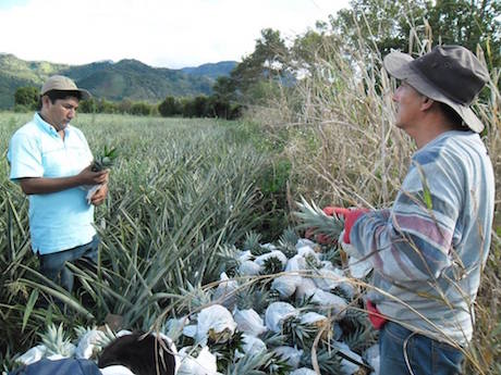 Costa Rica: Demandan más supervisión de la actividad piñera