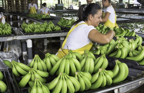Buen año para la banana de Costa Rica