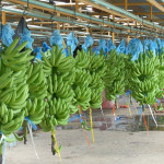 Exportación de banano genera $358 millones