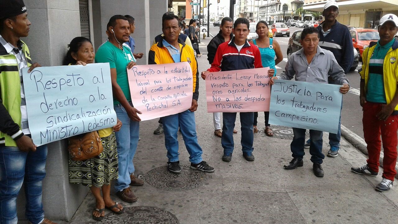 Hacienda Pechichal despide trabajadores por organizarse en sindicato en Ecuador.