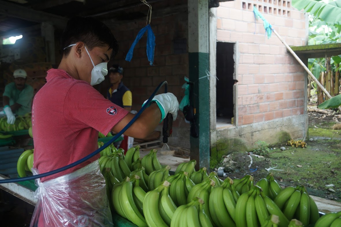 INVESTIGACIÓN: TRABAJADORES BANANEROS BAJO UN RÉGIMEN VIOLENCIA: violación de los derechos laborales (2014-2017). Por Anahi Macaroff