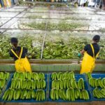 Chiquita expresa con orgullo sus avances en la reducción de agua