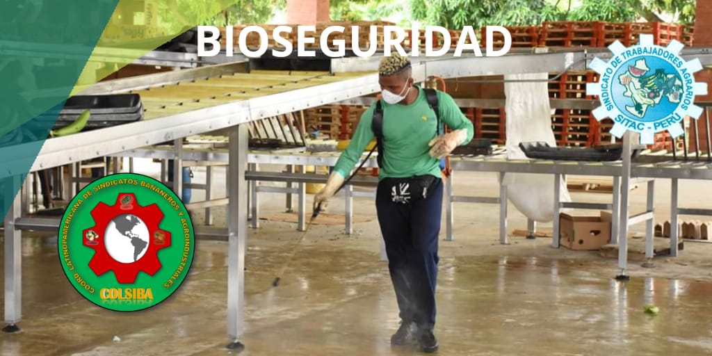 Colsiba y Sitag invitan al sector agroindustrial peruano a tomar medidas de bioseguridad