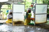 Efectos del covid-19, situación laboral de las plantaciones bananeras y agroindustriales de América latina.