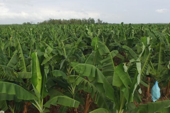 Colsiba se solidariza con trabajadores bananeros afectados por paro armado en Colombia