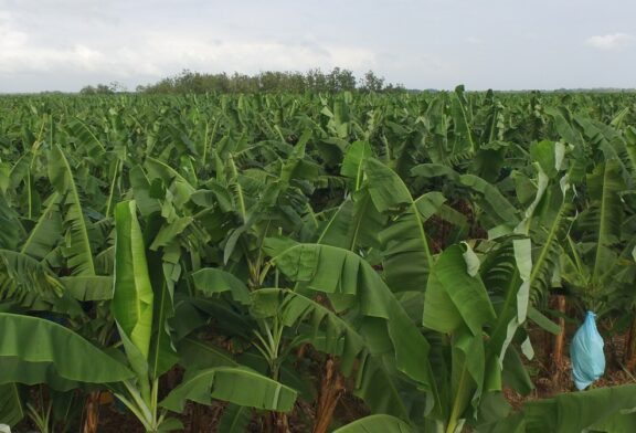 Colsiba se solidariza con trabajadores bananeros afectados por paro armado en Colombia