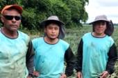 Después de 11 años, reinstalan trabajadores piñeros
