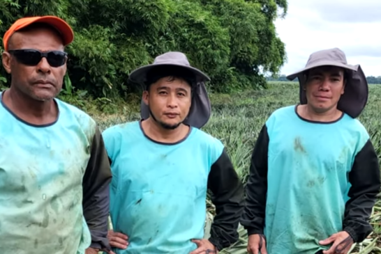 Después de 11 años, reinstalan trabajadores piñeros