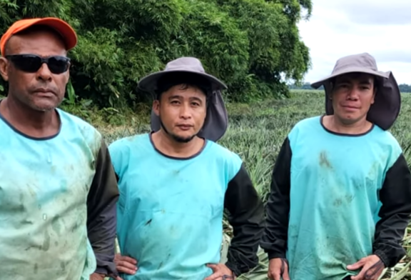 Después de 11 años, reinstalan trabajadores piñeros