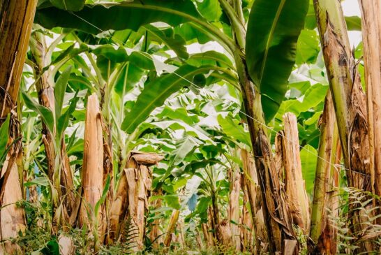 COLSIBA Felicita y Respalda a Trabajadores Bananeros en Guatemala
