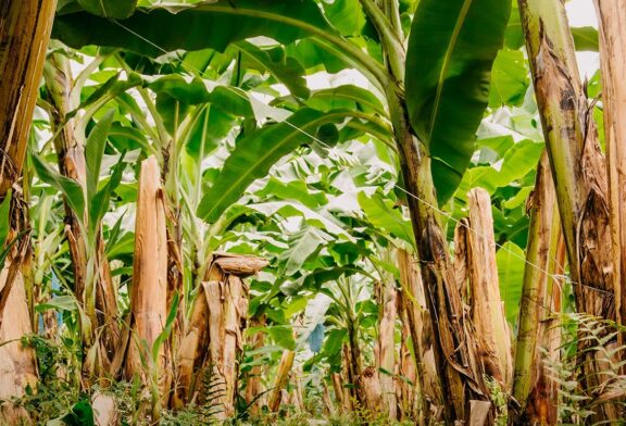 COLSIBA Felicita y Respalda a Trabajadores Bananeros en Guatemala