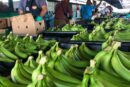 SITRAINANA detecta incumplimientos en pagos de prestaciones laborales de Chiquita Panamá