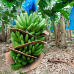 Alerta sindical: cierre de fincas bananeras en Costa Rica deja más de 850 trabajadores afectados