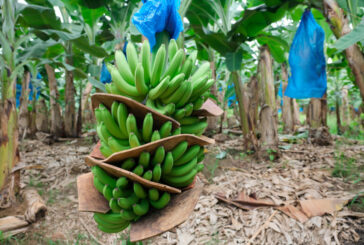 Alerta sindical: cierre de fincas bananeras en Costa Rica deja más de 850 trabajadores afectados